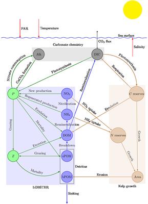 Modeling carbon dioxide removal via sinking of particulate organic carbon from macroalgae cultivation